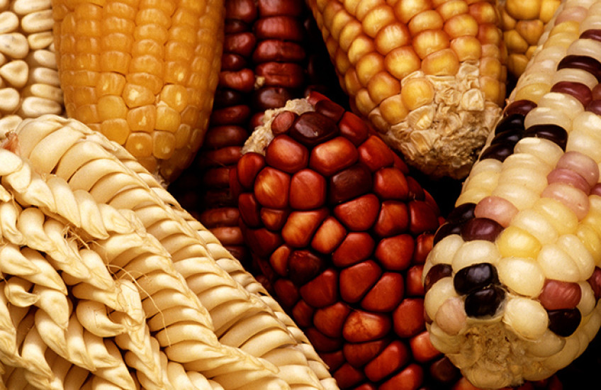 Close-up photo of varied kinds of maize cobs