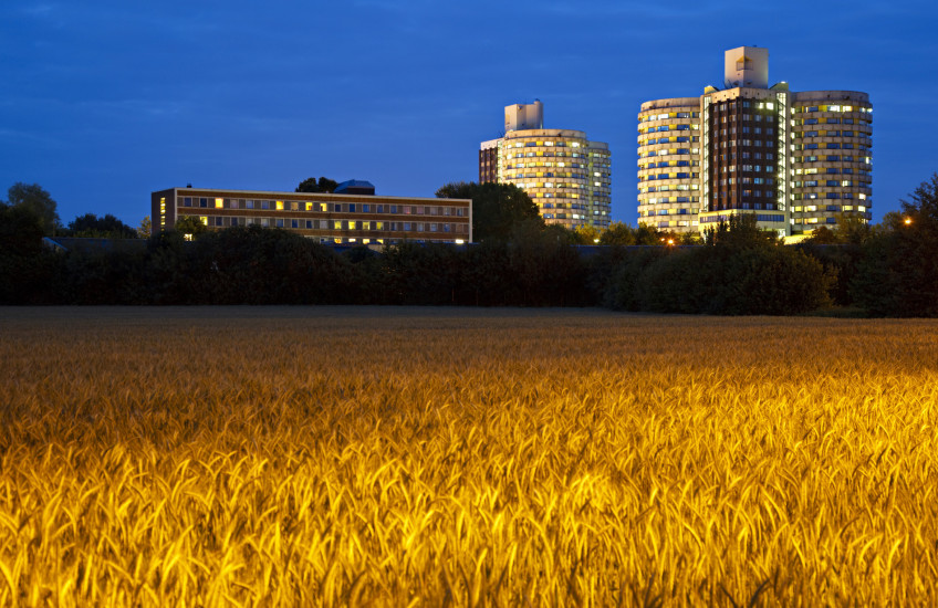 Photo of a field of wheat with hospital buildings in the background, at dusk
