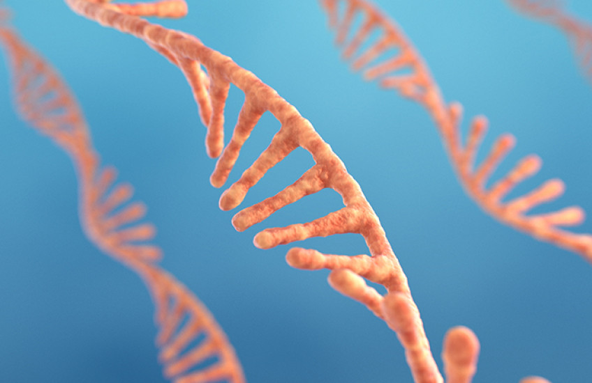 illustration of four separate twisting strands of RNA, each with one backbone with spoke-like nucleotides poking out at regular intervals