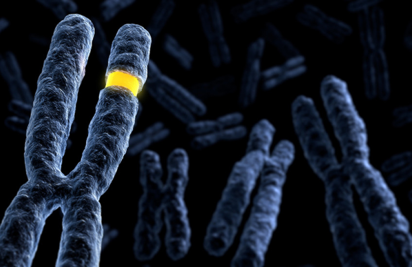 Drawing of three X-shaped chromosomes against a dark background. The largest chromosome has a piece highlighted in bright yellow.