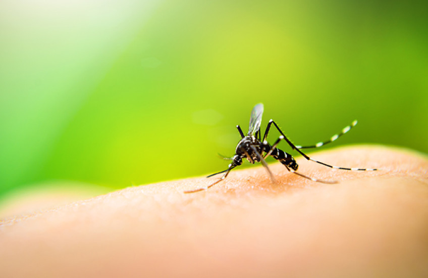Mosquito perches on a white person's hand against a green background