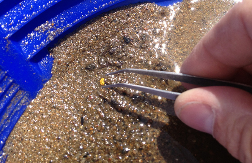 White hand holding tweezers reaches for a small piece of gold in a blue dish full of wet sand