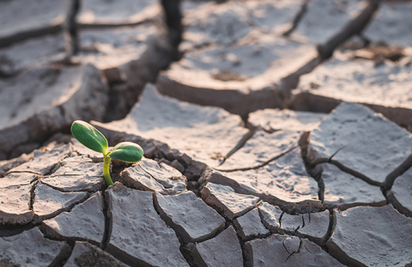 A small green shoot appears amid drought-cracked earth