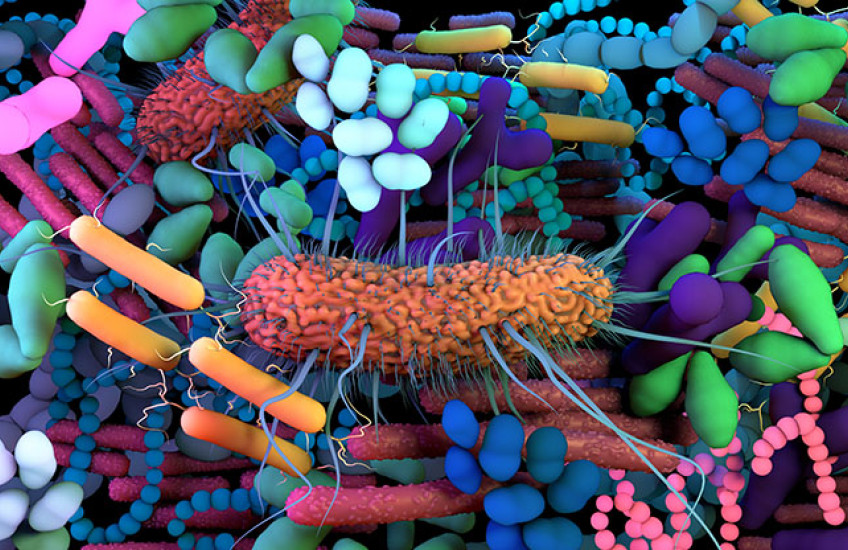 Gut microbes close-up
