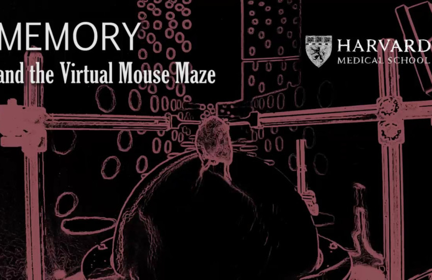 A sketch of a mouse running through a maze