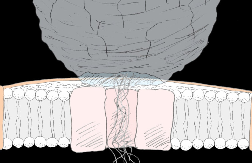 An animation of nanodiscs
