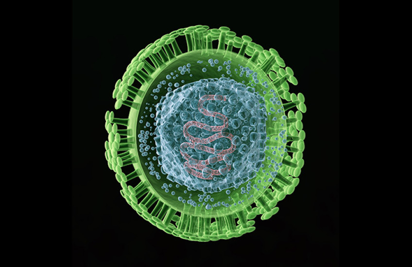 microscopy image of herpes simplex virus
