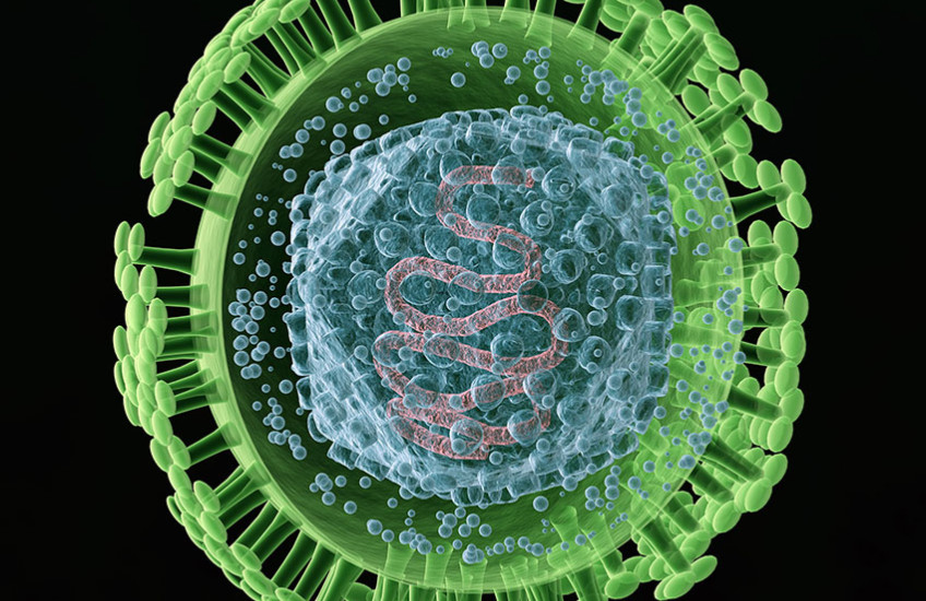 herpes simplex virus
