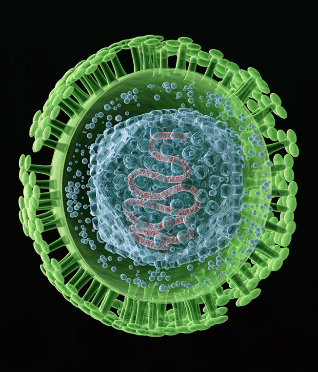 herpes simplex virus