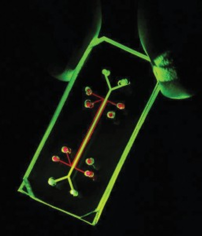 Living, Breathing Human Lung on a Chip