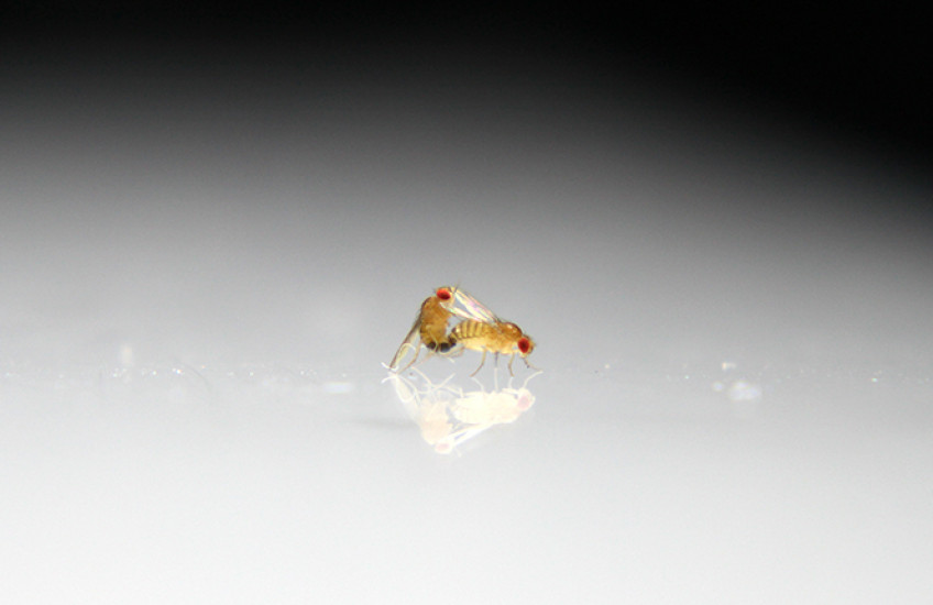 Two fruit flies mate against a white and black background