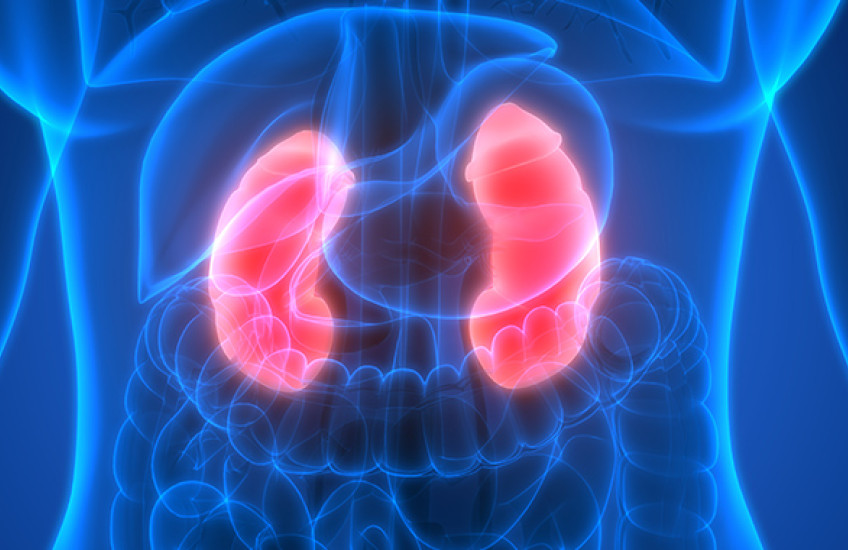 Illustration of pink kidneys on bright blue background of human midsection