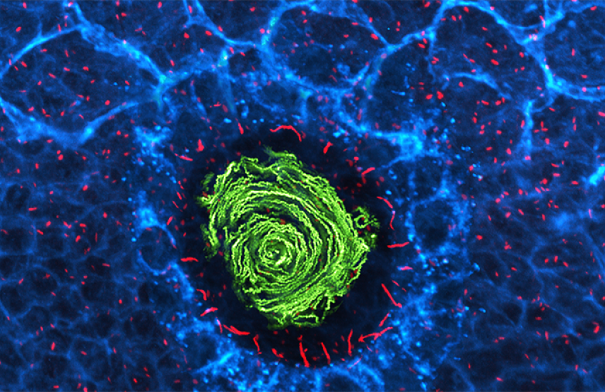 microscopy image of cilia helping shape organ positioning during development