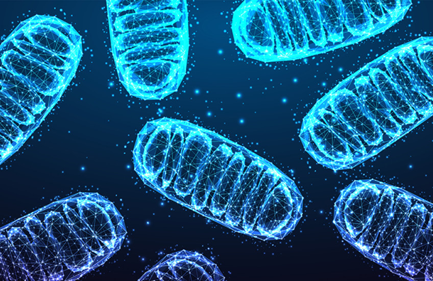 Lurie mitochondria.