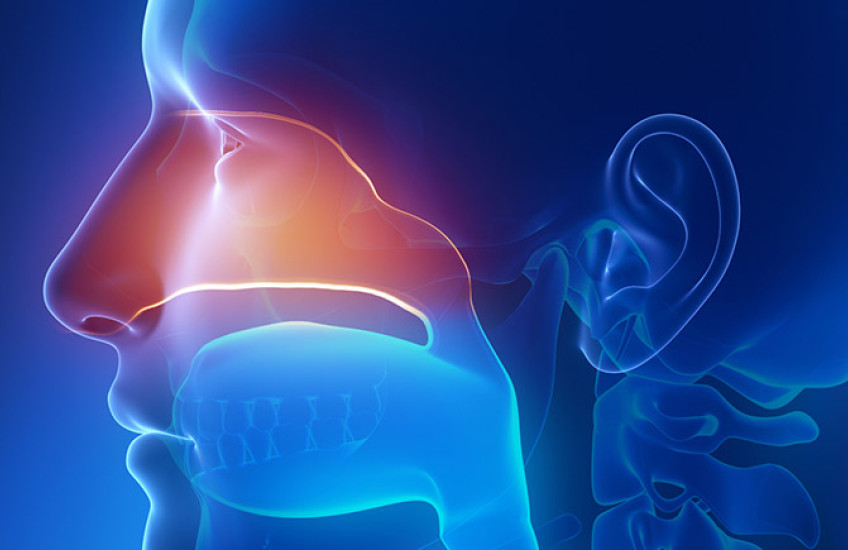 sinuses