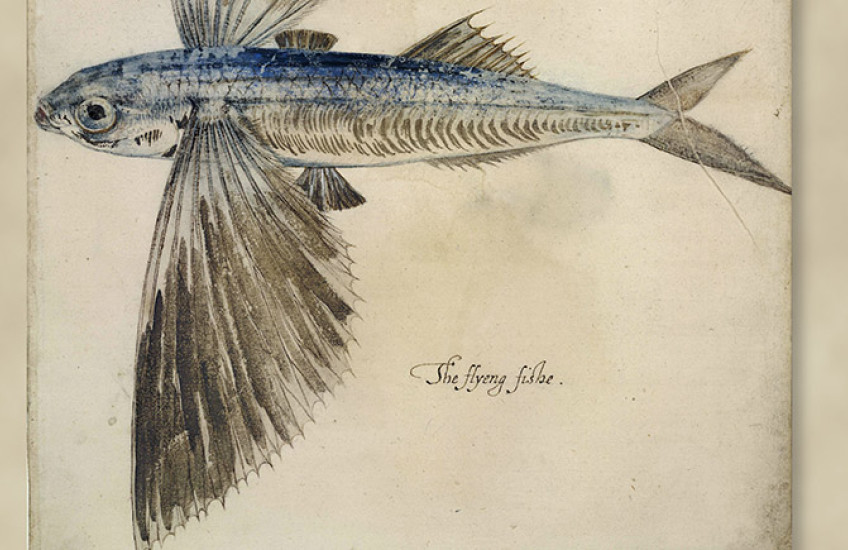illustration of a flying fish
