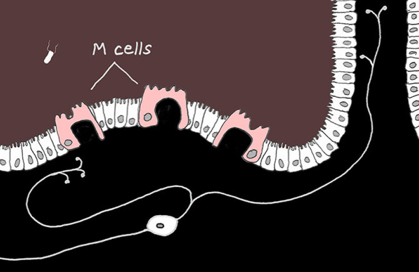 illustration of a gut neuron