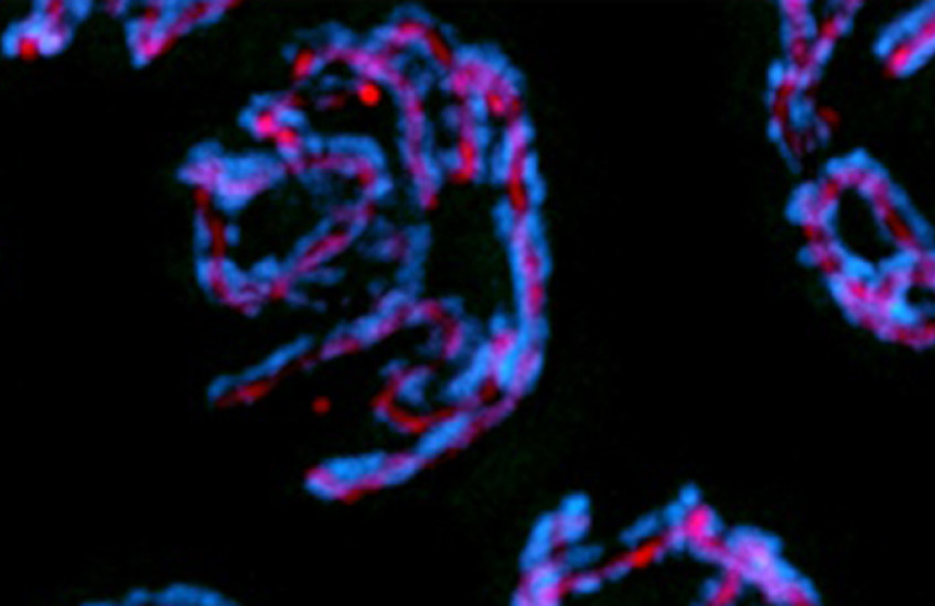 chromosomes glow red and blue