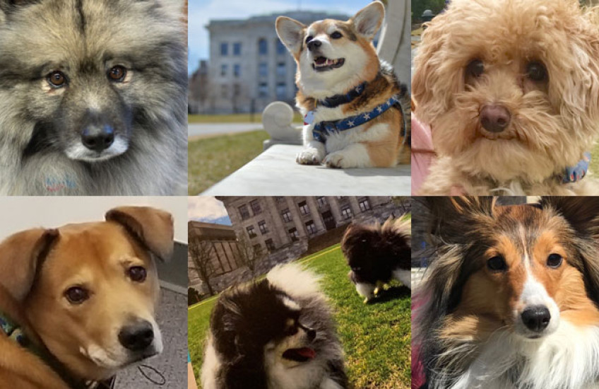 The dogs of HMS