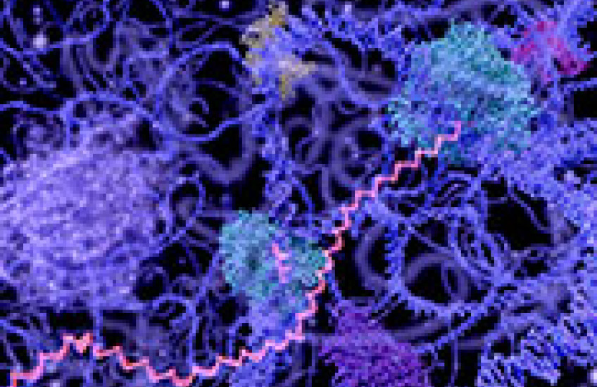 Gauging RNA velocity could give scientists insight into how cells make decisions