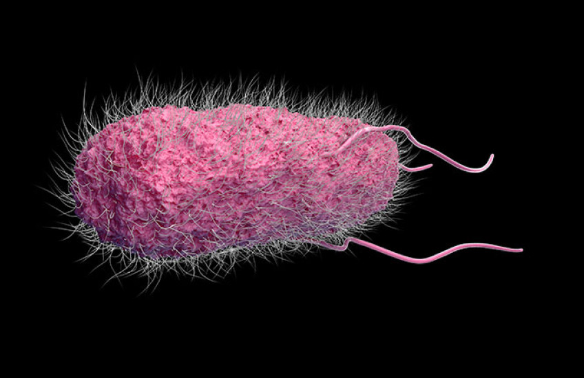 Salmonella bacterium