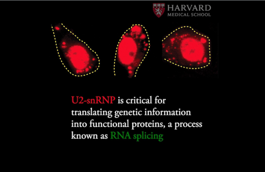 RNA splicing video