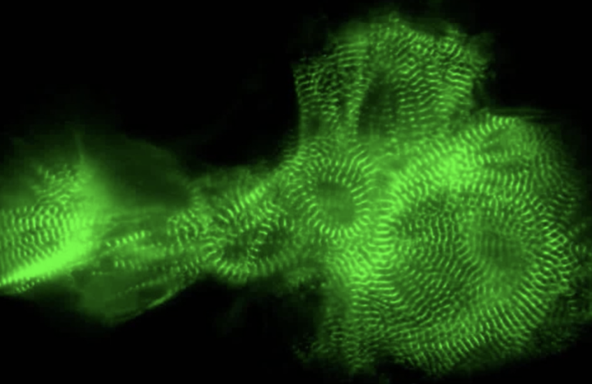 Sarcomeres glow in green stripes on a black background