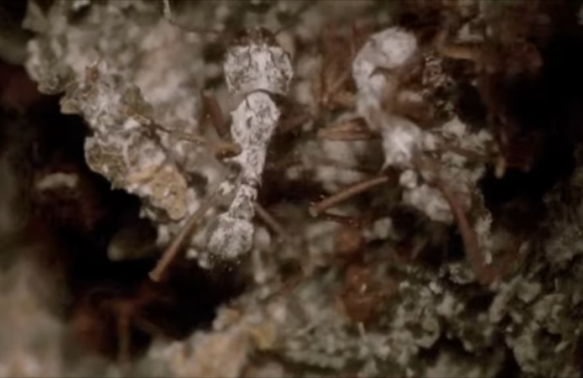 ants crawling on their fungus garden