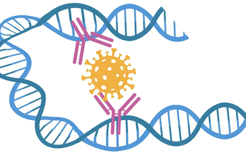 Illustration of a DNA double helix looped back on itself. Two antibodies embedded in the DNA have bound to a SARS-CoV-2 particle.