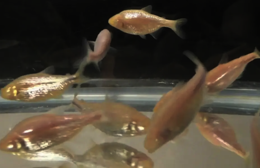 Eyeless fish swim in a dark tank