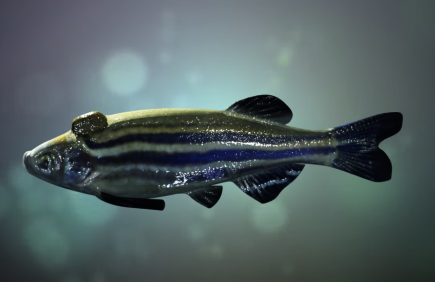 illustration of a zebrafish with a bump on its head