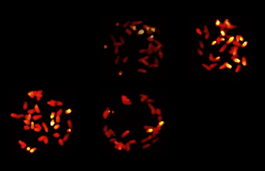 computer images of mice represented in heat maps