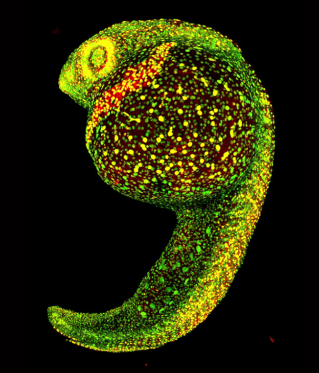 Single Cell 