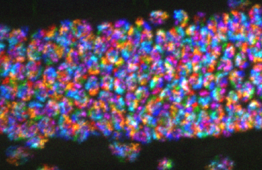 Chromosomes appear as dozens of rainbow clusters in a long, narrow, transparent worm