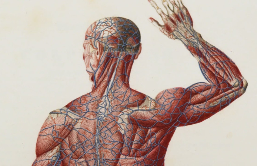 A human body