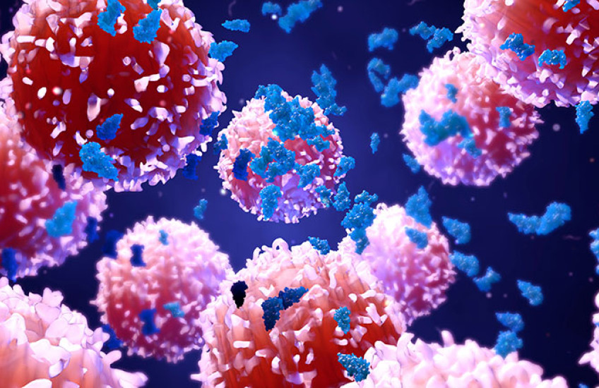 immune cells and cancer cells