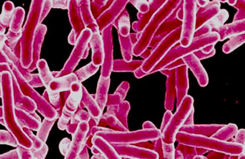 Rod-shaped tuberculosis bacteria