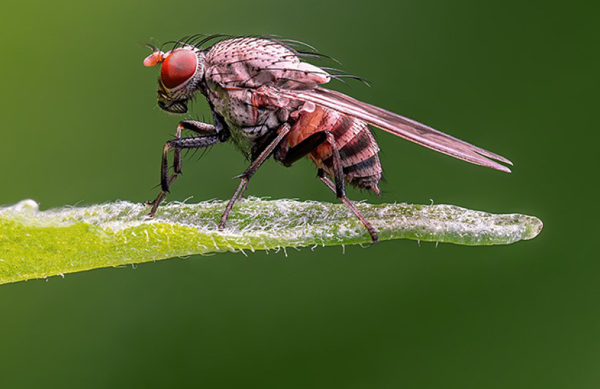 close-up photo of a fruit fly perched on a dewy leaf