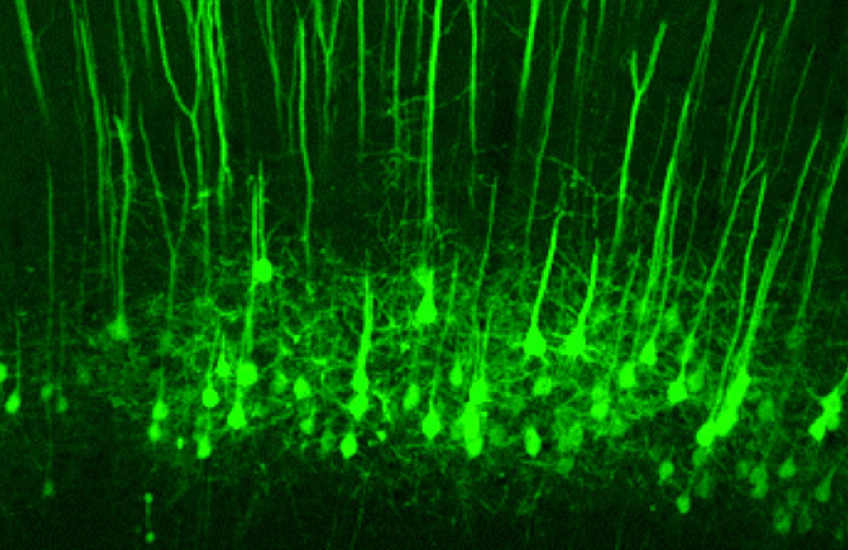 Neurons stained bright green stretch from bottom to top of image in parallel lines