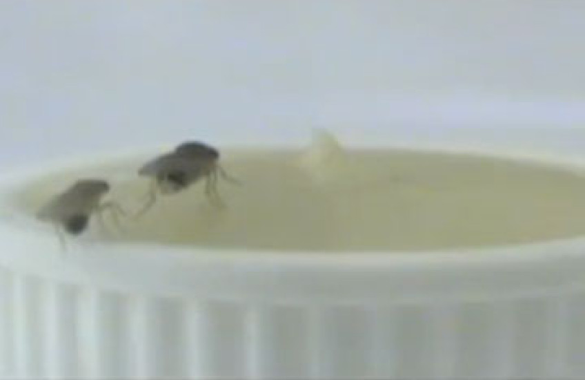 Battle of the Sexes, Fruit-fly Style