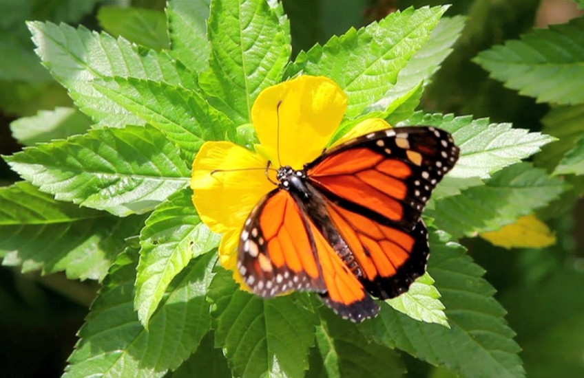 A butterfly sits on a flower