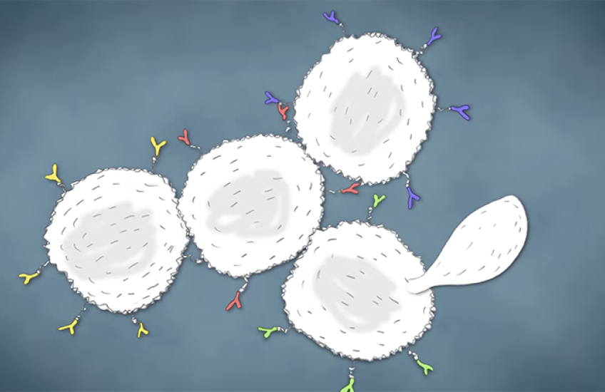 illustration of yeast cells multiplying