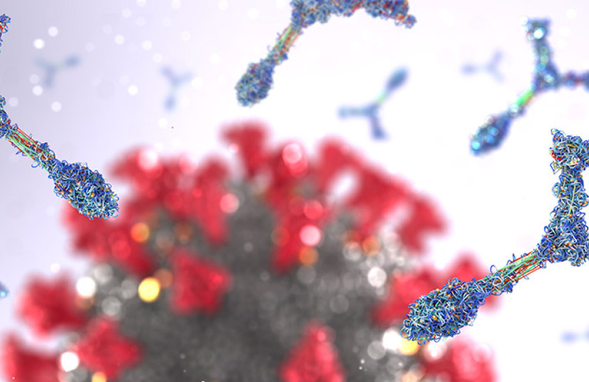 Antibodies attacking coronavirus