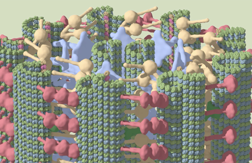 Illustration shows a ring, side-on, with 9 columns in green, and other vertebrae-like studs in pink, blue and beige