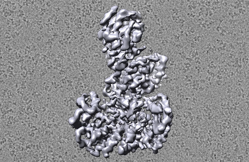 An illustration of B-Raf's structure rotates in front of a cryo-EM field of the proteins