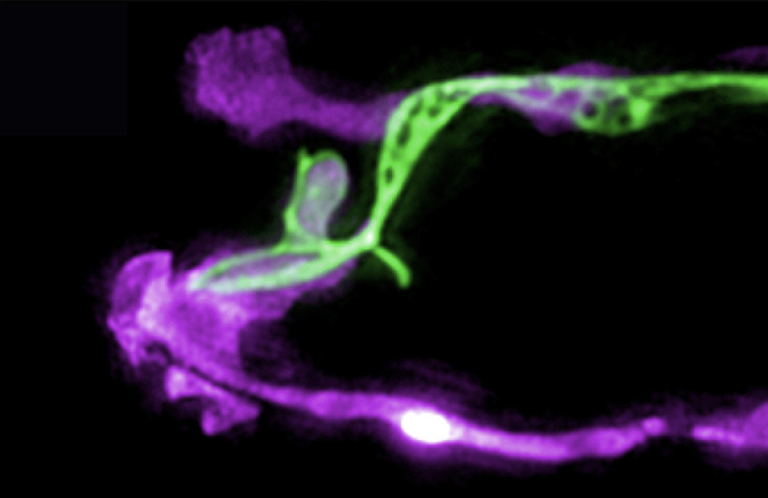 Two microscopy images show long glia in purple with long green neuron (top) and long blue neuron (bottom) overlapping