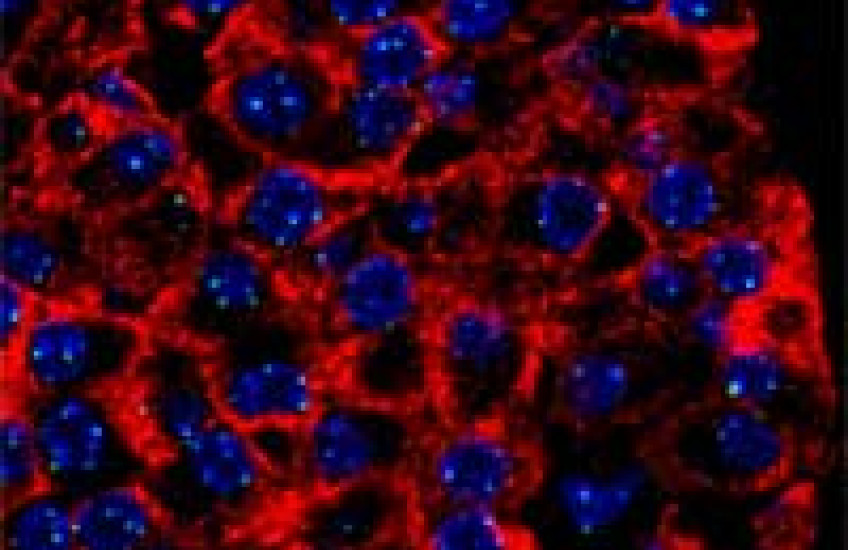 Helping Beta Cells Divide to Conquer