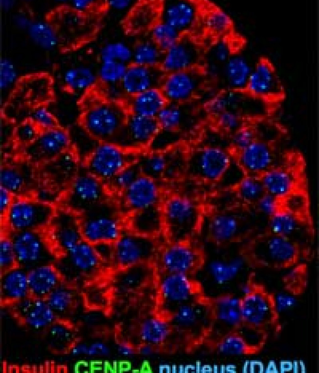 Helping Beta Cells Divide to Conquer