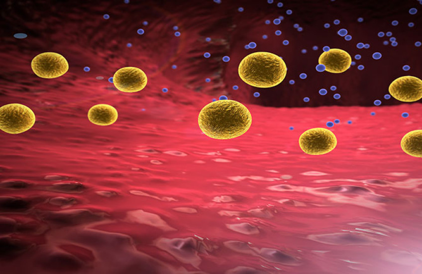 fat cells in stomach