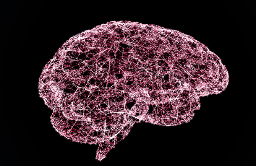 brain